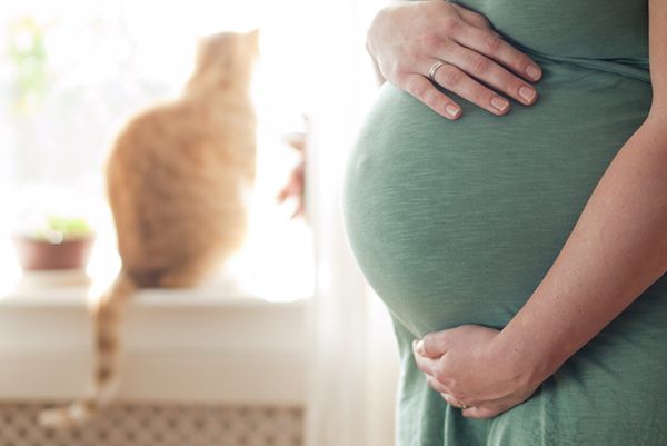 chat et femme enceinte