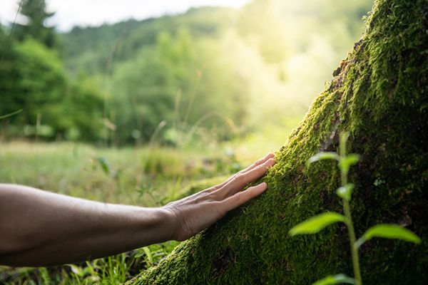 baignade dans la forêt bien-être