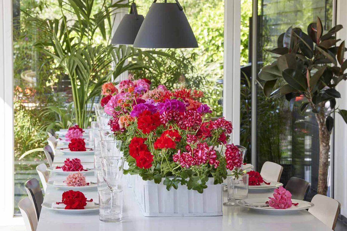 explosion de couleurs sur la table décorée de nombreux géraniums