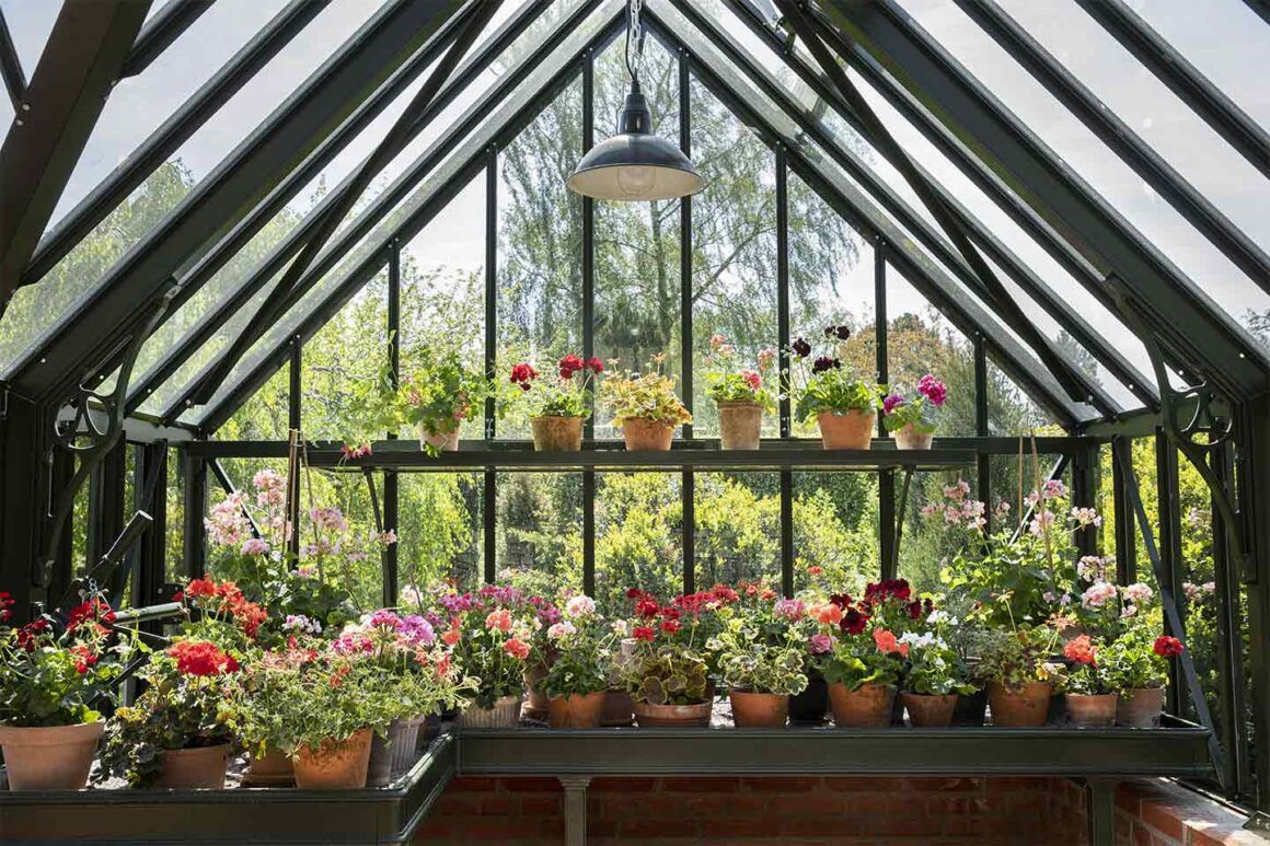 Conseils d'entretien des géraniums 