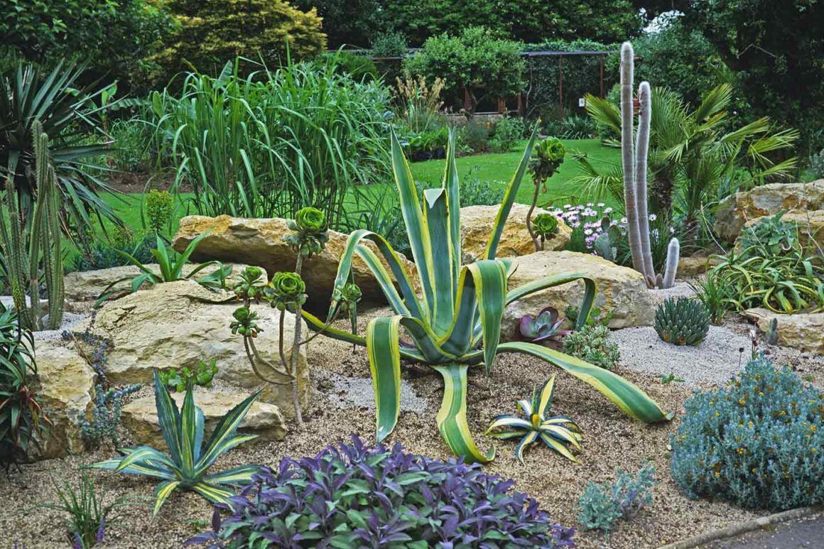 le jardin sec, tout ce qu'il faut savoir