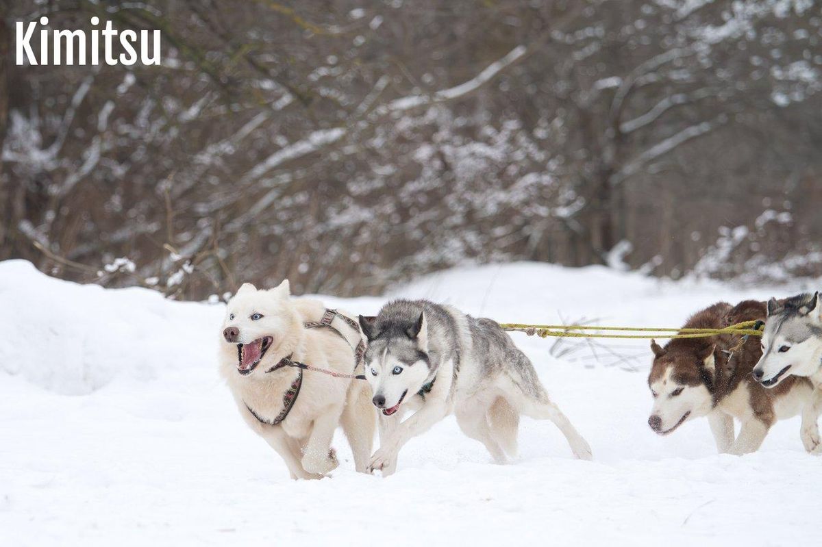 Balade en famille lors d’une expérience de dog sledding hivernal dans les paysages enneigés des Vosges.