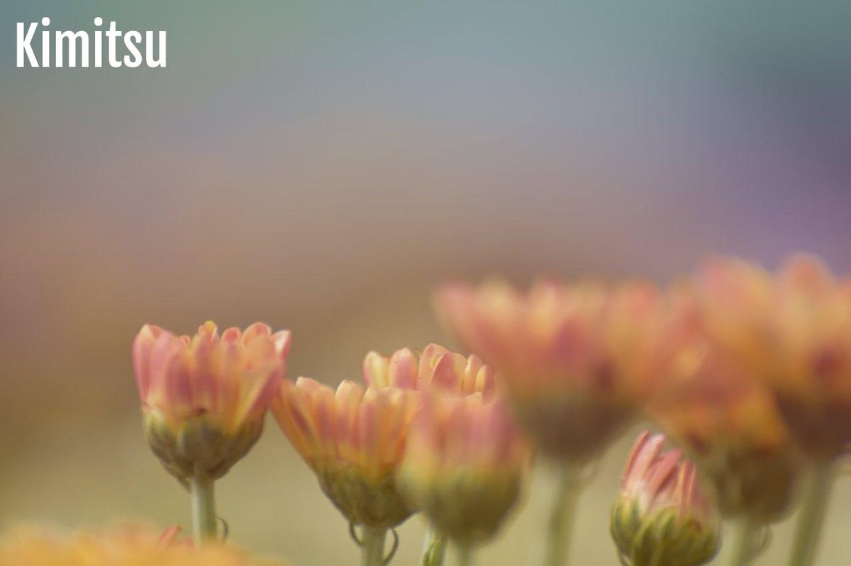 Des fleurs aux teintes douces illustrent la quiétude idéale pour un style zen.