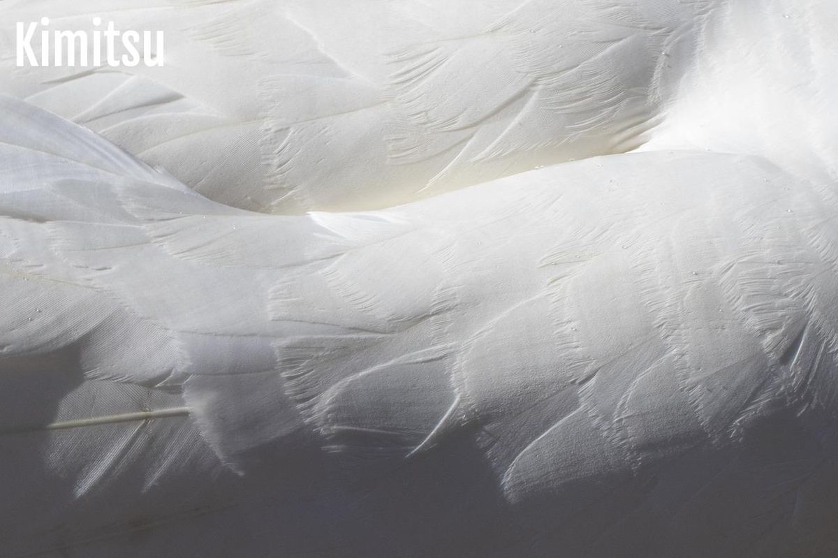 Douceur nacrée pour une chambre apaisante : source d'inspiration scandinave.