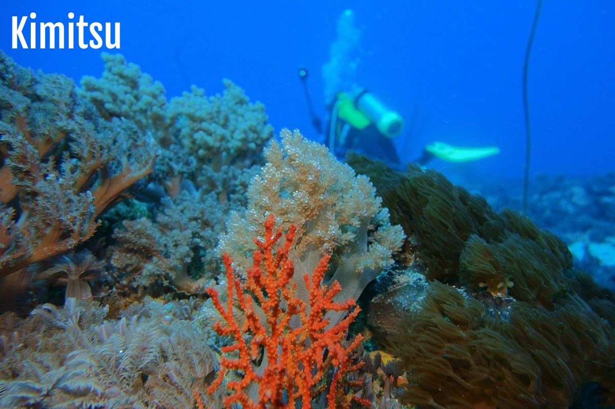 Exploration vibrante au cœur des coraux de la Grande Barrière.