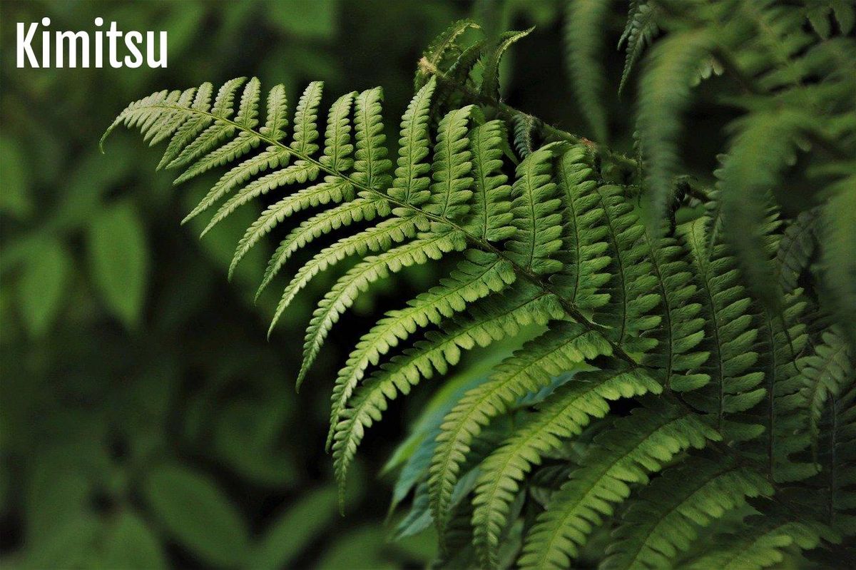 Feuillage exotique : apportez un souffle de jungle pour stimuler l’imagination des enfants.