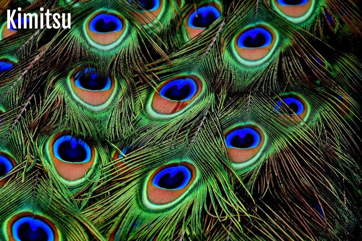 Plumes de paon : motifs vibrants pour une salle de bains Art Déco élégante.