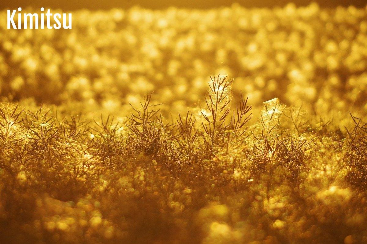 Rayon doré: Quand la nature révèle le pouvoir apaisant de la lumière naturelle.