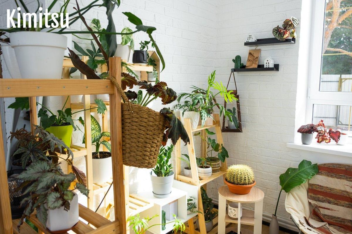 Une étagère avec plusieurs plantes d'intérieur, idéale pour une décoration verte et lumineuse dans le salon.