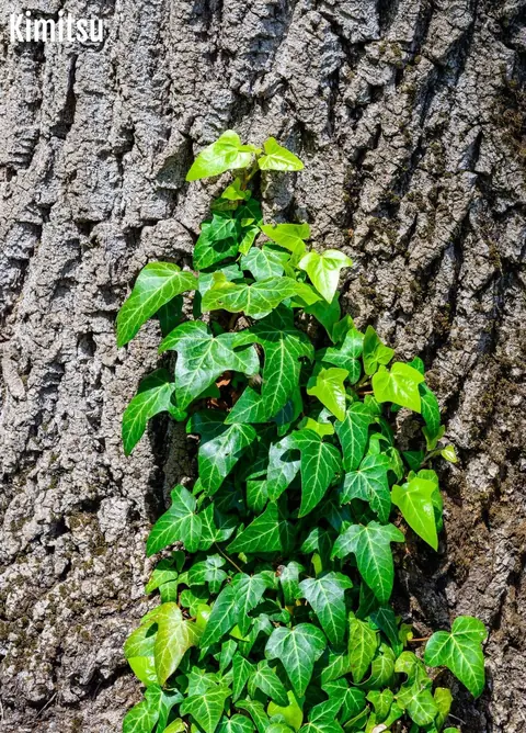 Budget et organisation d'une sortie accrobranche en famille pour un samedi après-midi