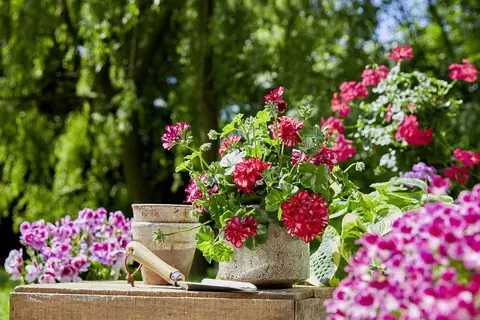 L'entretien des géraniums, un guide pour ceux qui n'ont pas la main verte