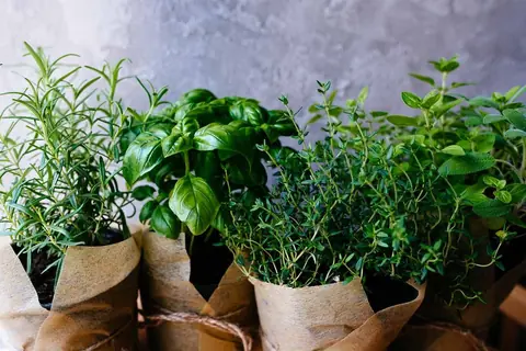 Les meilleures herbes à cultiver chez soi