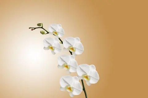 Un symbole unique l’orchidée