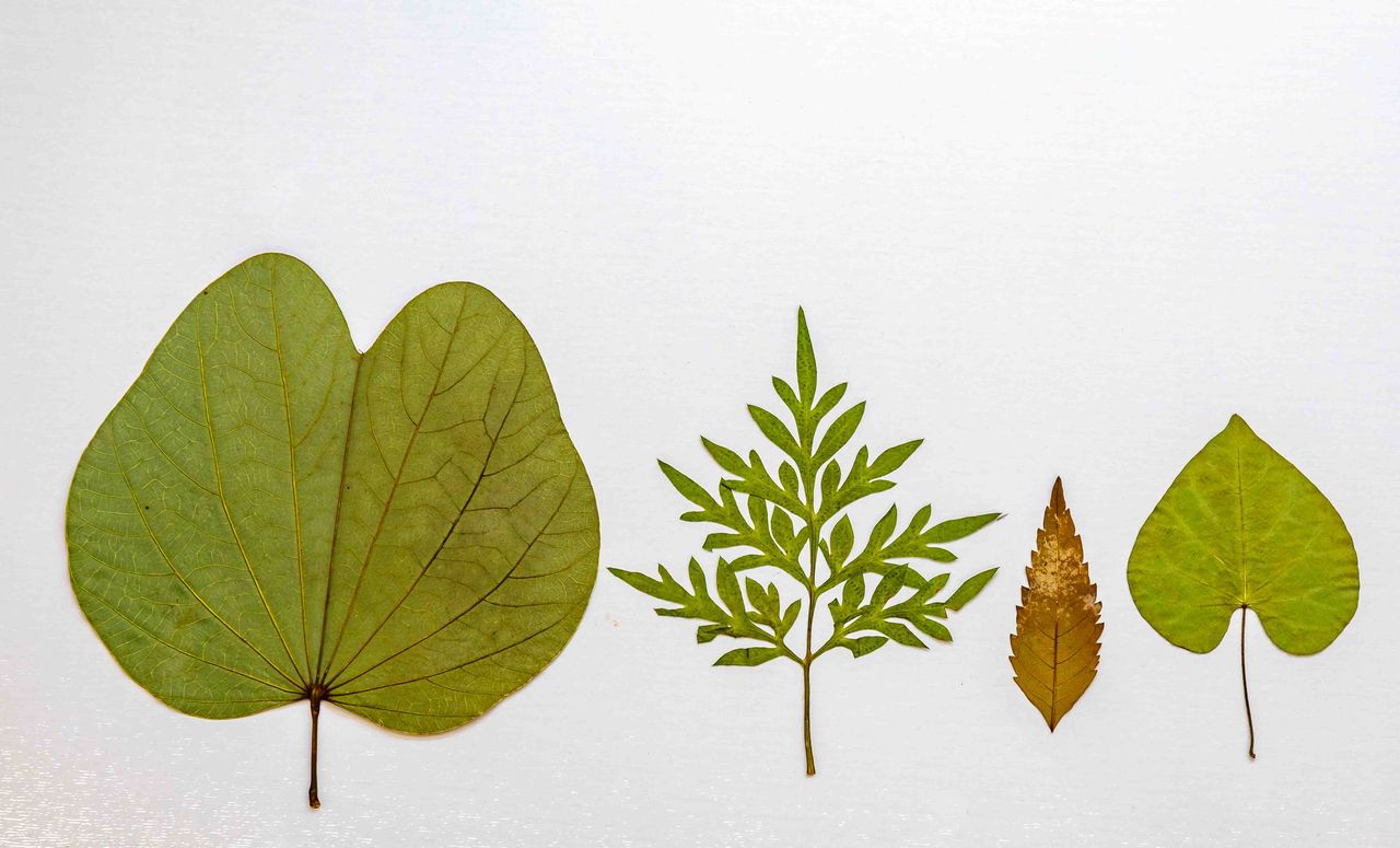 Composition naturelle de cinq plantes adaptogènes, feuilles, racines et fleurs sur fond clair minimaliste.