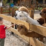 une-famille-en-visite-au-zoo-de-beauval-profitant-dune-experience-ed